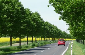 German Avenue Road | © Deutsche Alleenstraße neu 2017 © Arge Deutsche Alleenstraße e.V.