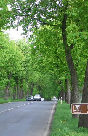 German Avenue Road | © Deutsche Alleenstraße 01 © Arge Deutsche Alleenstraße e.V.