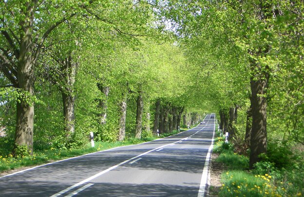 German Avenue Road | © Allee im Frühling Rügen © Arge Deutsche Alleenstraße e.V.