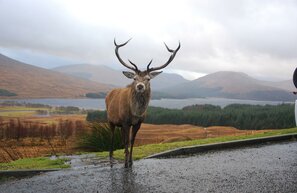 Rannoch Moor | © Rannoch Moor, photo: Pixabay  - Scozzy