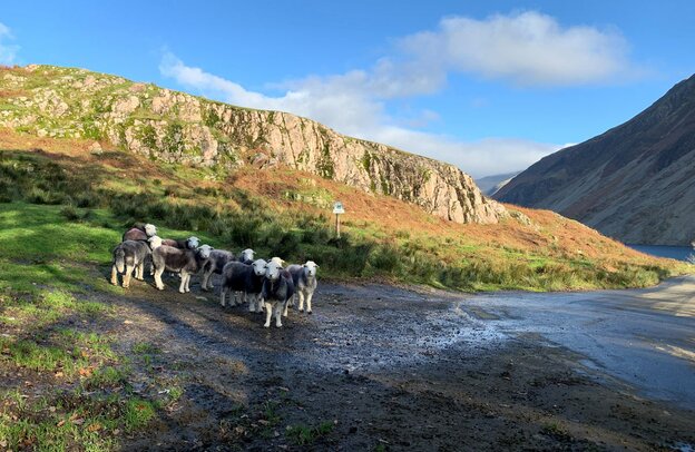Lake District - Herdwick | © Original Jessica Howe, ALPS ALPINE EUROPE GmbH