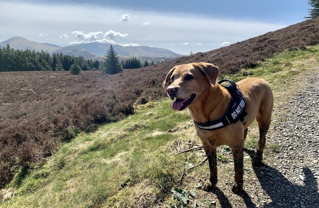 Lake District - dog | © Original Jessica Howe, ALPS ALPINE EUROPE GmbH