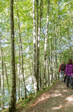 Selva de Irati - Navarra | © Selva de Irati - Navarra | Francis Vaquero