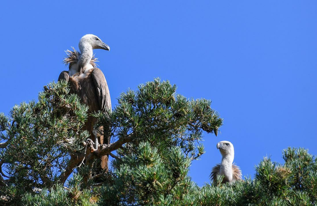 Griffon Vulture | © Griffon Vulture | christels - pixabay.com