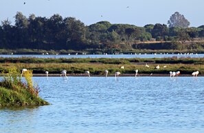 Marisma del Rocio - Doñana | © Marisma del Rocio - Doñana | Pablo Eskuder stock.adobe.com