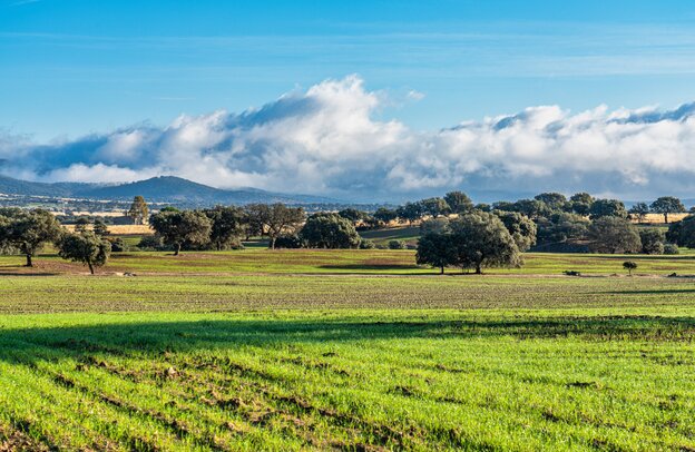 Olive trees in the fields of Extremadura  | © Olive trees in the fields of Extremadura © rudiernst adobe.stock.com