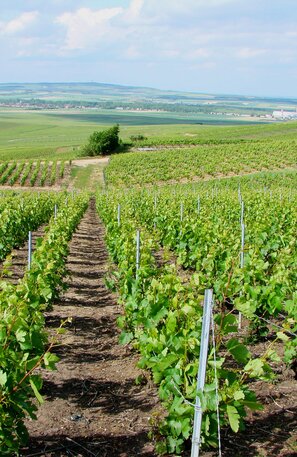 Verzenay - France | © Verzenay - France ©Vassil, Public domain, via Wikimedia Commons