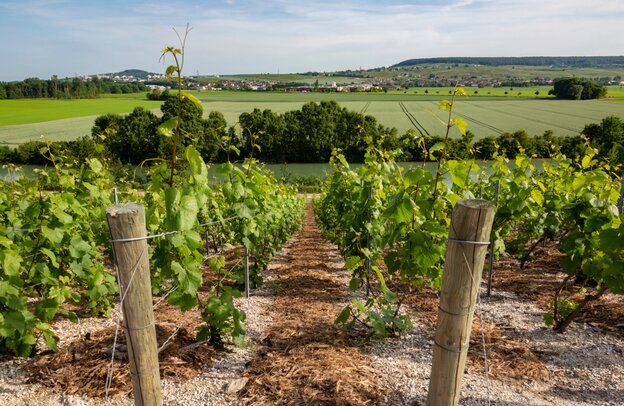 Vineyards in Hautvillers - France | © Vineyards in Hautvillers ©mrallen - stock.adobe.com