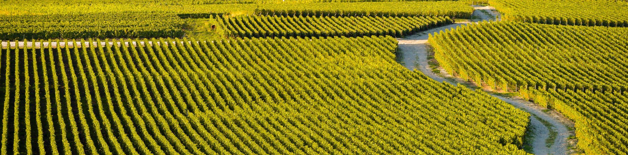 Vineyards in Champagne in the Marne department, France | © Vineyards in Champagne in the Marne department, France ©FreeProd - stock.adobe.com Vineyards in Champagne in the Marne department, France | © Vineyards in Champagne in the Marne department, France ©FreeProd - stock.adobe.com