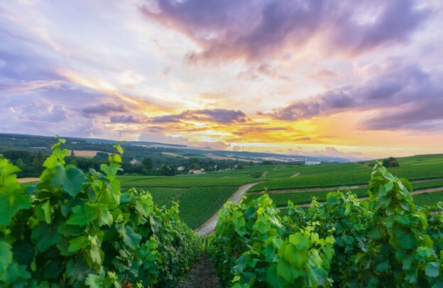 Champagne vineyards on the mountain of Reims, France | © Champagne vineyards on the mountain of Reims, France ©Southtownboy Studio - stock.adobe.com