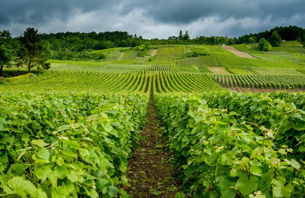 Champagne vineyard in Venteuil, France | © Champagne vineyard in Venteuil, France, ©Chris Mann - stock.adobe.com