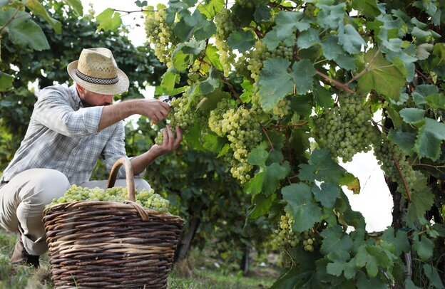 Champagne wine harvest with the motorhome | © ©amedeoemaja - stock.adobe.com