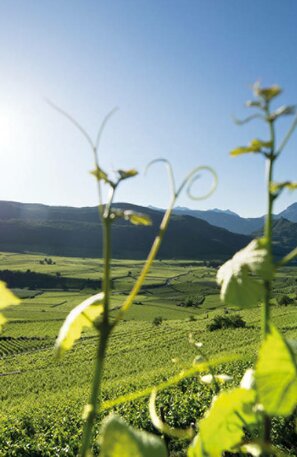 © Wein am Kalterer See © TV Kaltern, Helmuth Rier