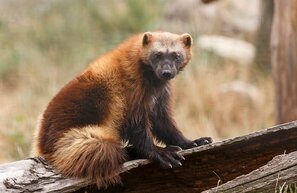 Finland, Gulo Gulo, Wolverine | © Gulo Gulo, Wolverine, Foto: michal, stock.adobe.com