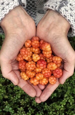 Möltebeeren, Cloudberries | © Cloudberries, Foto: Virpi Mikkonen, Visit Finland
