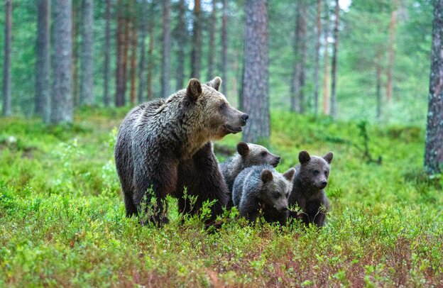 Bear family in Finland | © Foto: francescodemarco, stock.adobe.com