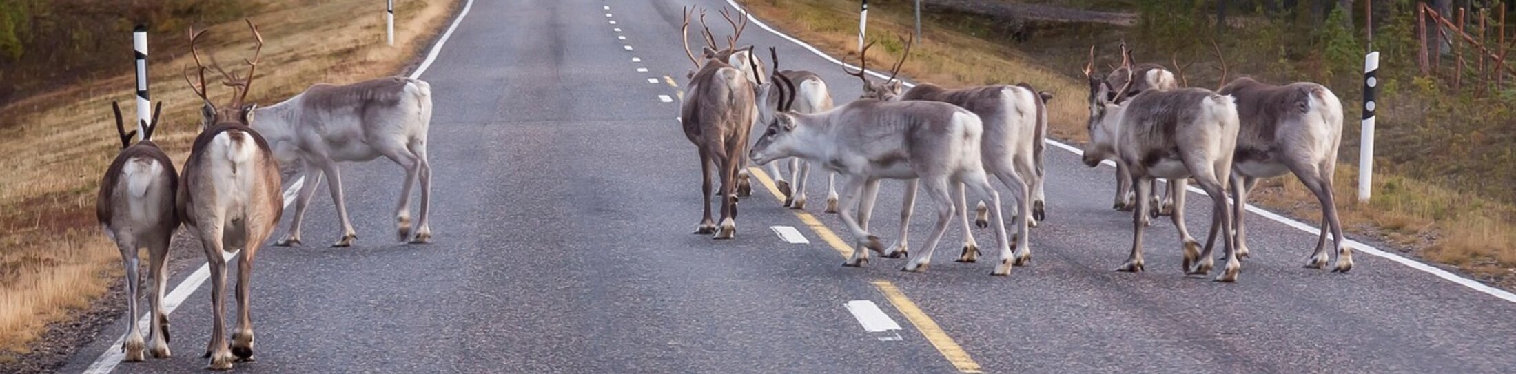 Reindeer, Camping Finland by motorhome | © Foto: Pixabay Reindeer, Camping Finland by motorhome | © Foto: Pixabay